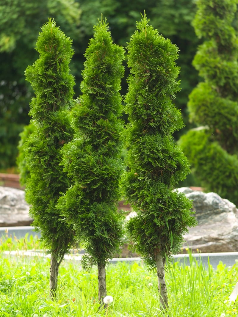 Arborvitae plant