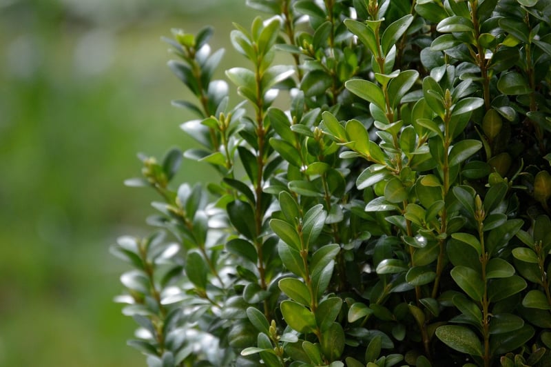 Boxwood plant