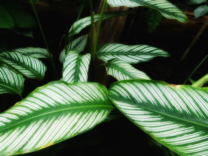 Calathea Plant