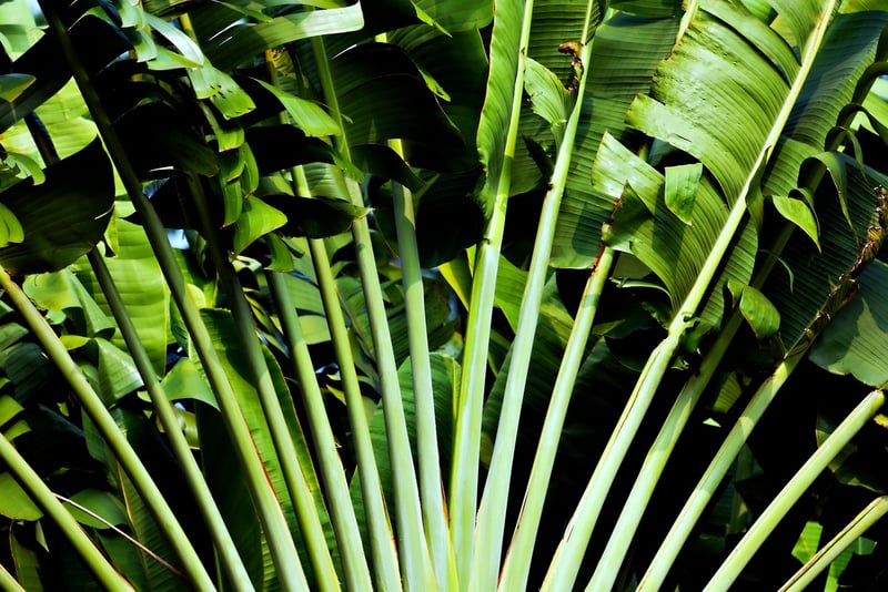 Croton Plant