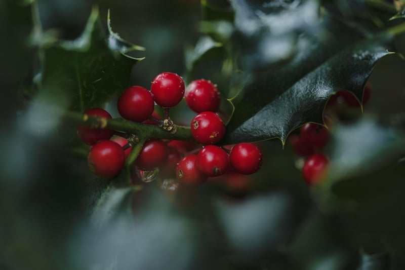 Holly plant