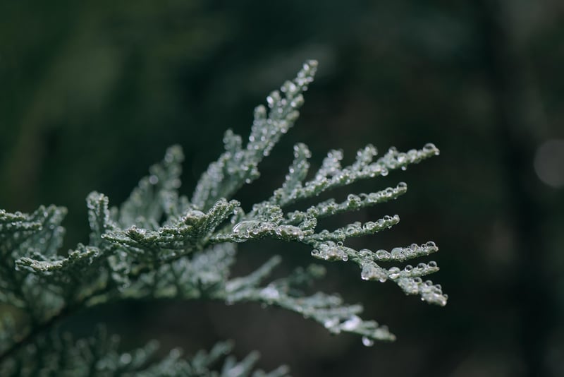 Juniper plant