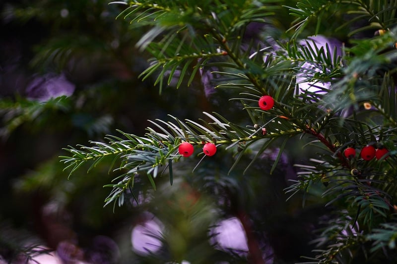 Yew plant
